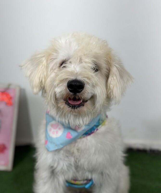 Archie-One of our Amazing Rescue Dogs - Adoptable Pet | Petfinder