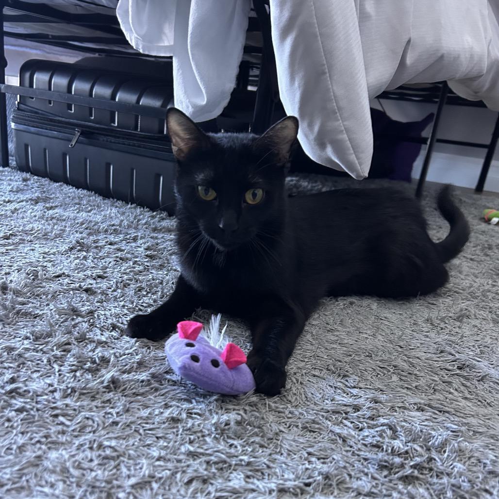 Morgan 2 — thumbnail 3