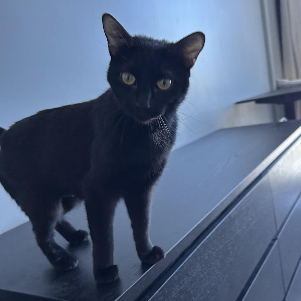 Morgan 2 — thumbnail 4