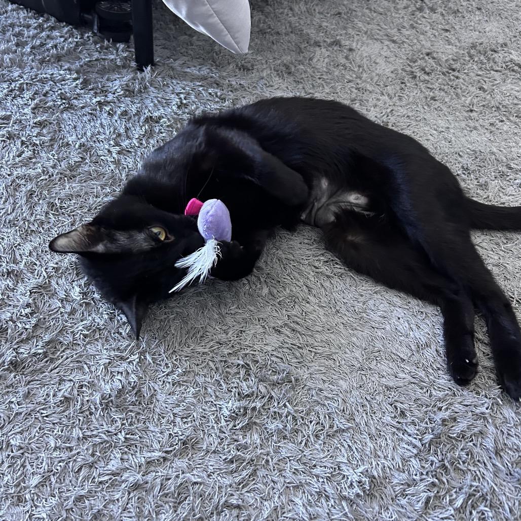 Morgan 2 — thumbnail 5