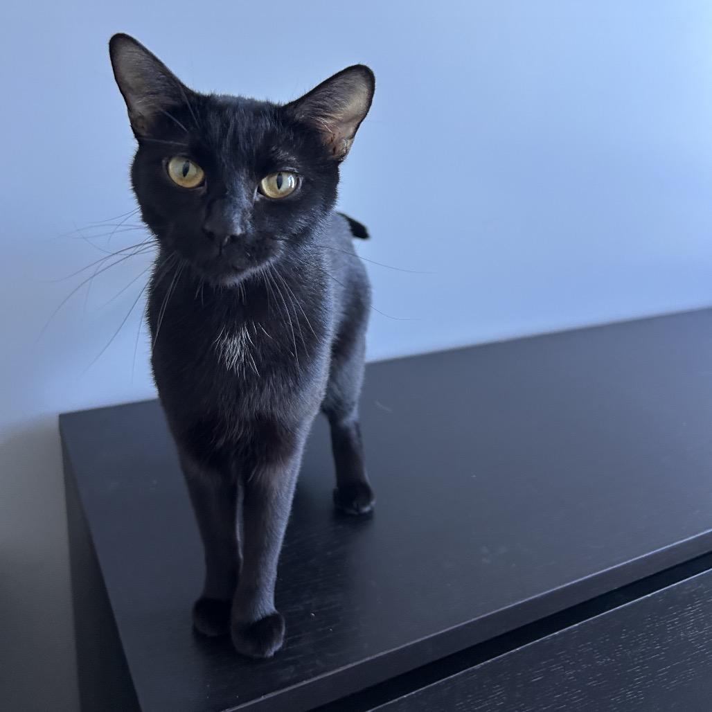 Morgan 2 — thumbnail 6