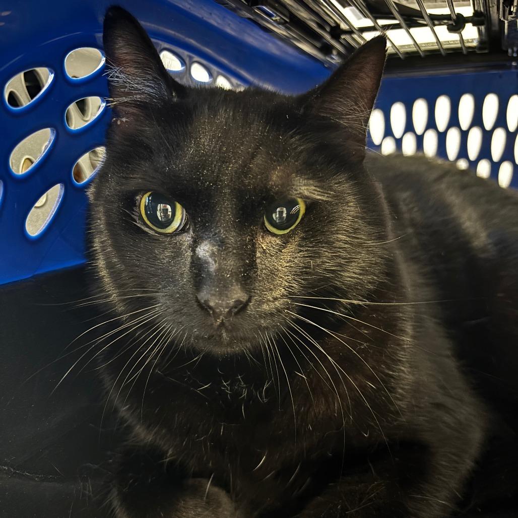 Enlarge Shadow, a Adoptable Domestic Short Hair in Clearwater, FL image 1/1