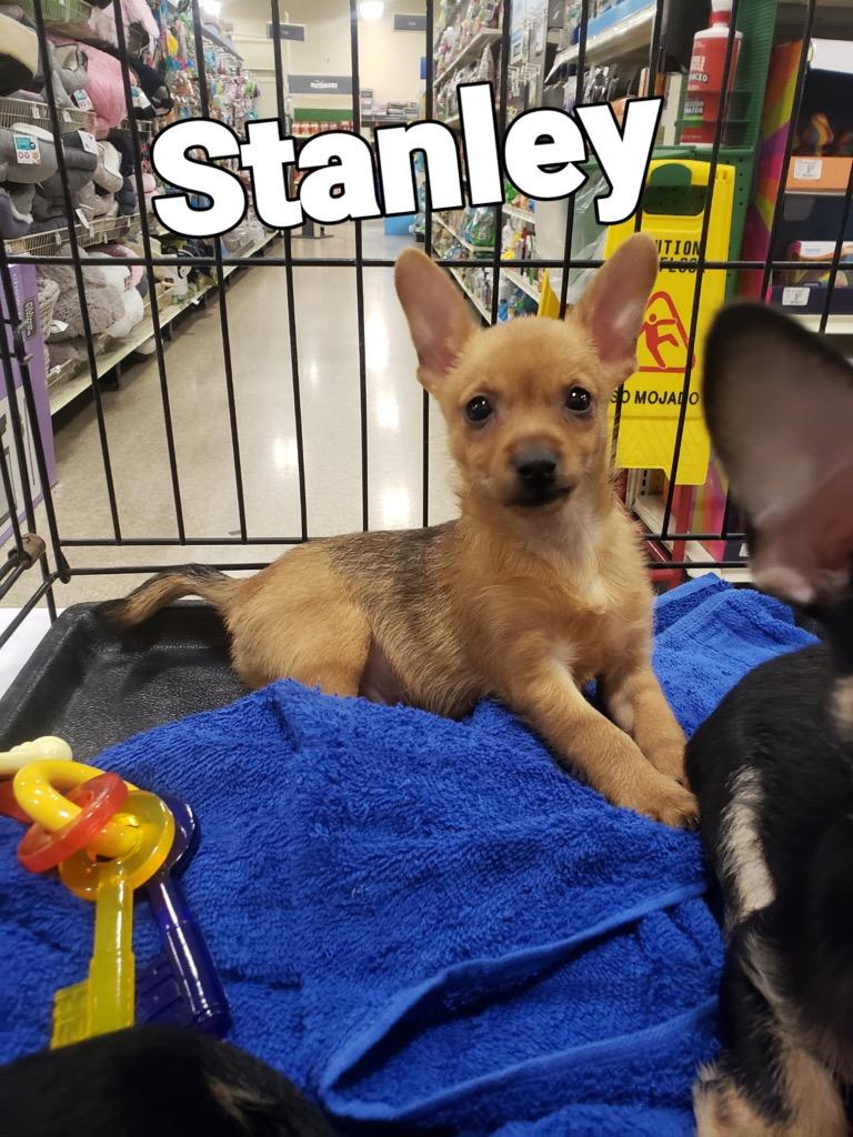 Stanley, Adopted, Adult Male Chihuahua.