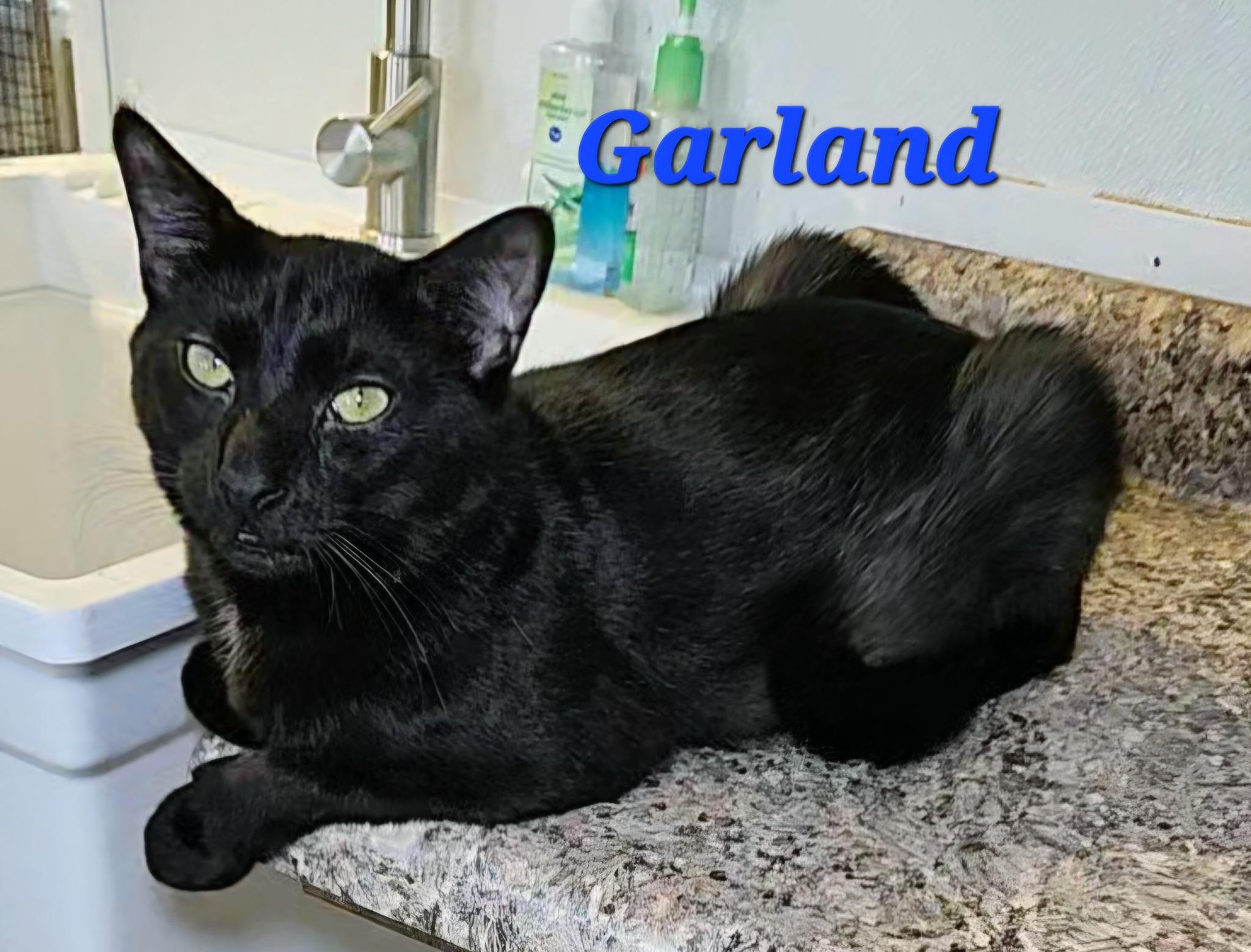 Garland, Adult Male Domestic Short Hair