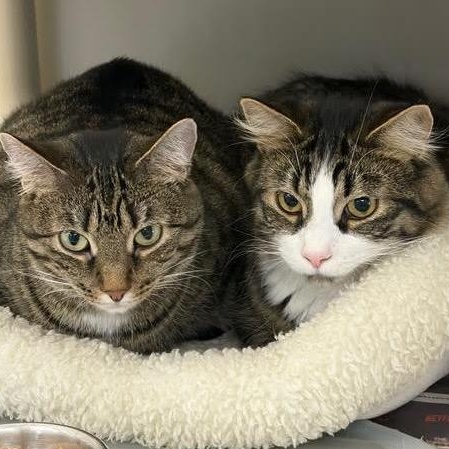 Enlarge Mia and Leo, an adopted mixed breed in Batavia, NY image 1/3