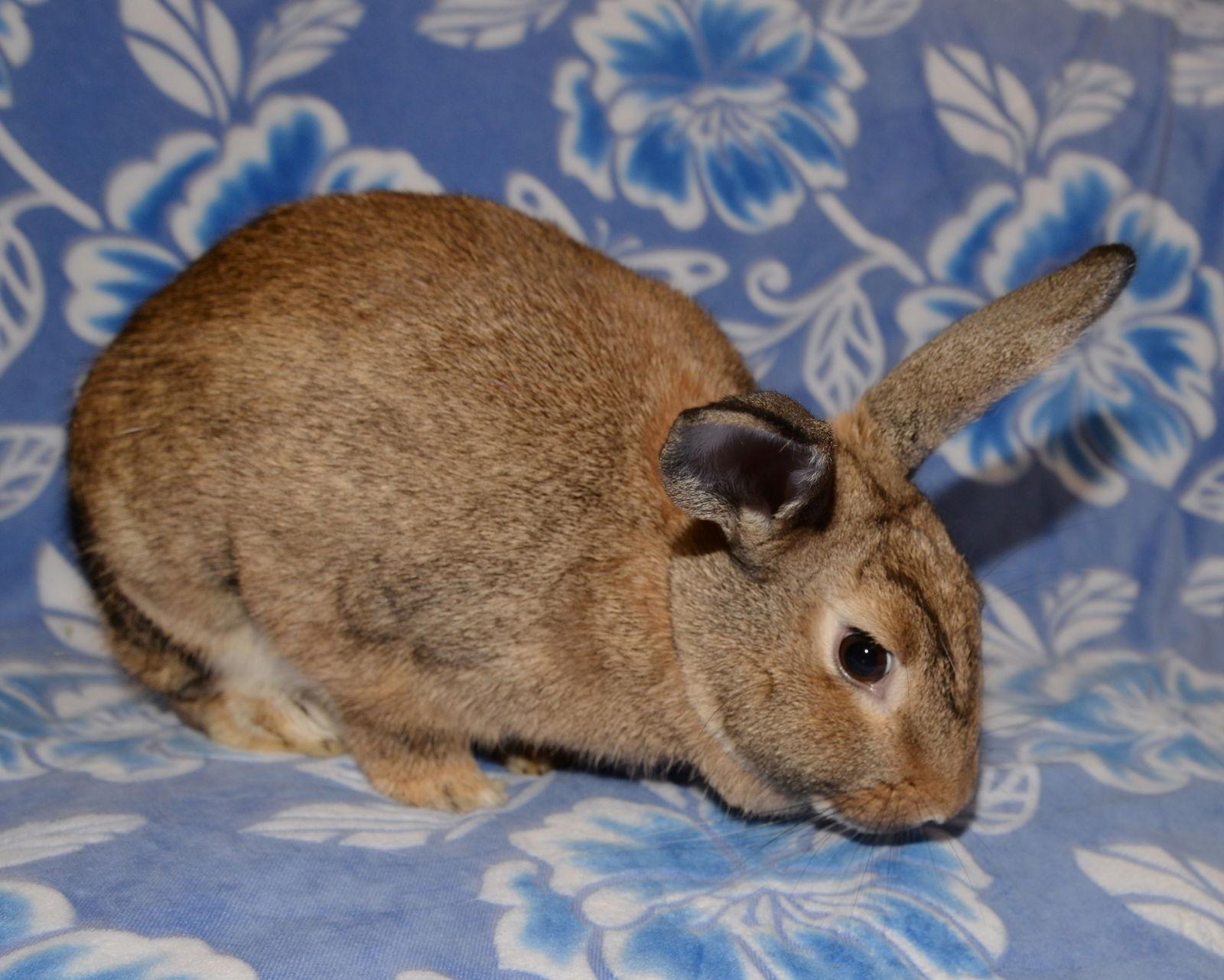 Enlarge Lia, a Adoptable mixed breed in Chesterfield, MO image 1/4