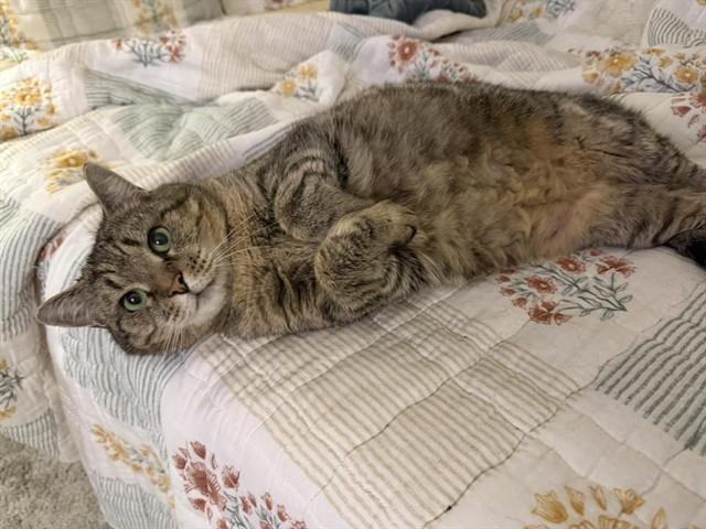 WINNIE, Adoptable, Adult Female Domestic Short Hair.