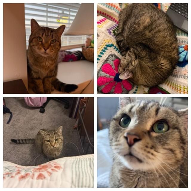 Enlarge WINNIE, a Adoptable Domestic Short Hair in Westminster, MD image 1/1