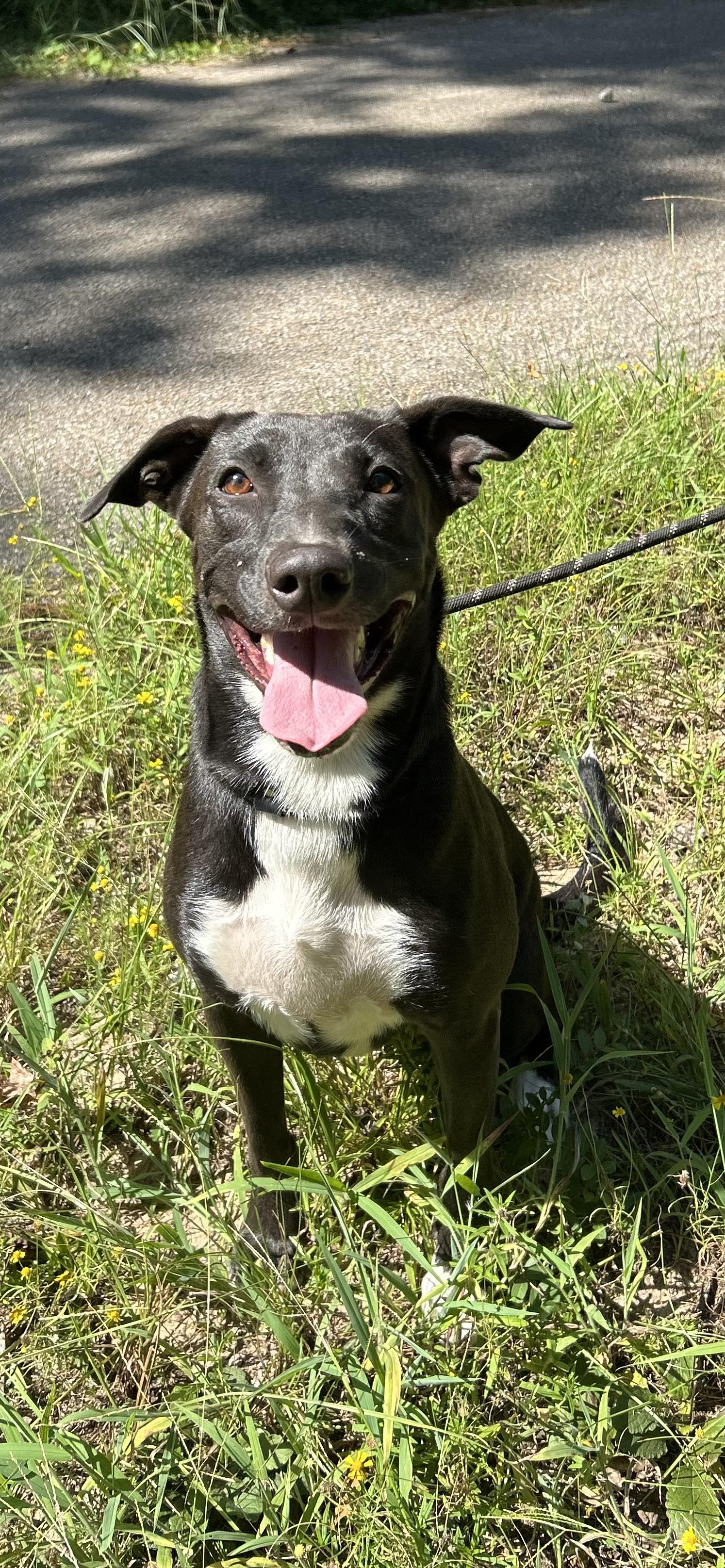 Enlarge ADDISON, an adopted mixed breed in conroe, TX image 1/3