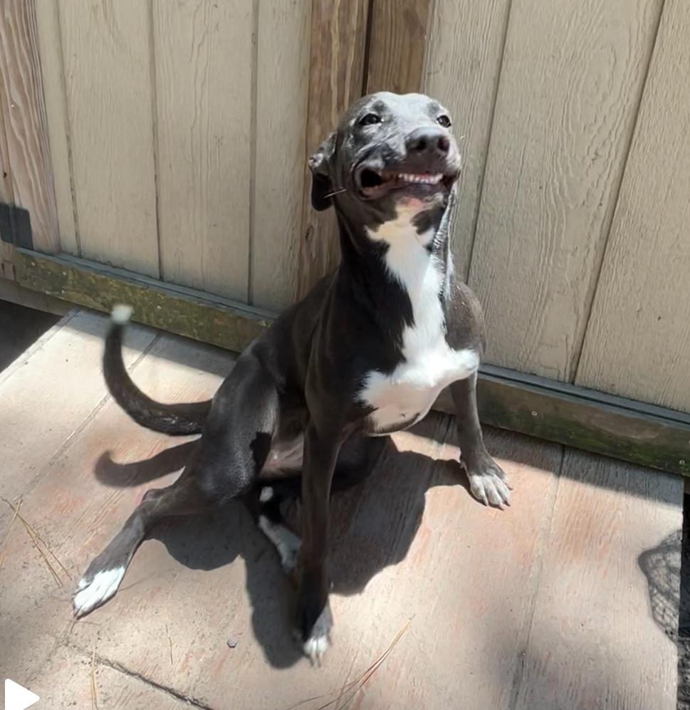 Enlarge ADDISON, an adopted mixed breed in conroe, TX image 2/3