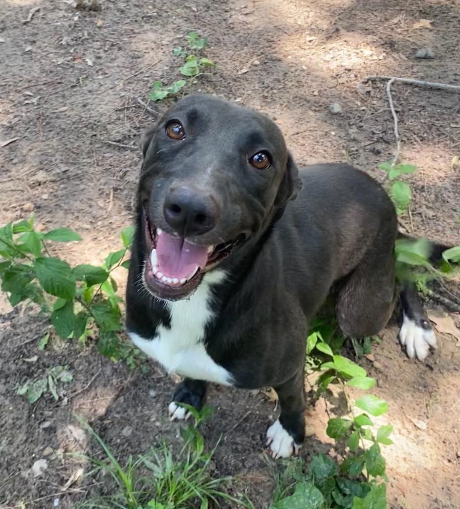 Enlarge ADDISON, an adopted mixed breed in conroe, TX image 3/3