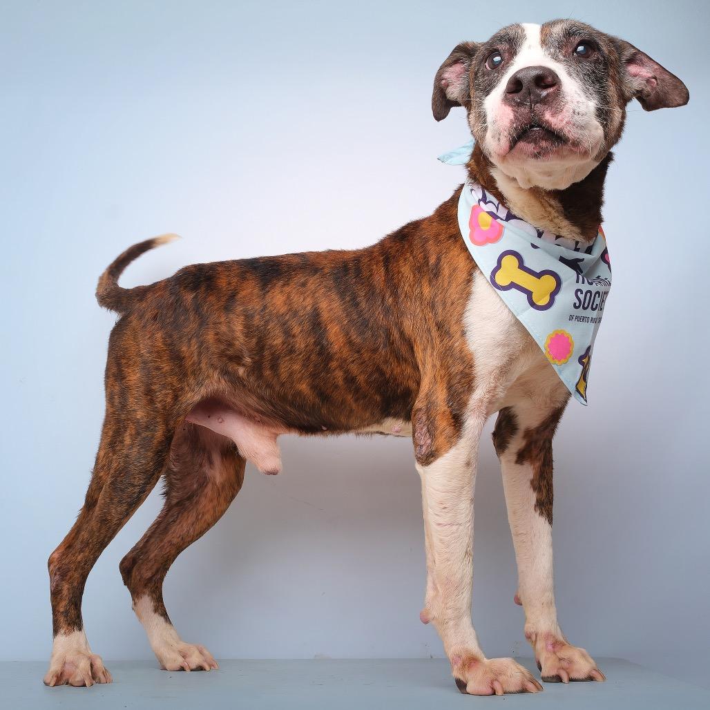 Don Pepe C, Adoptable, Senior Male Mixed Breed.