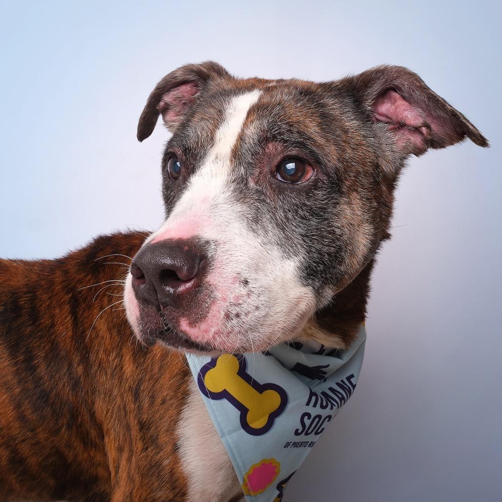 Enlarge Don Pepe C, a Adoptable Mixed Breed in Guaynabo, PR image 2/2