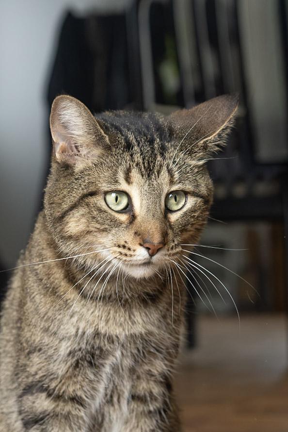 Enlarge Dove, a Adoptable mixed breed in Montréal, QC image 1/5
