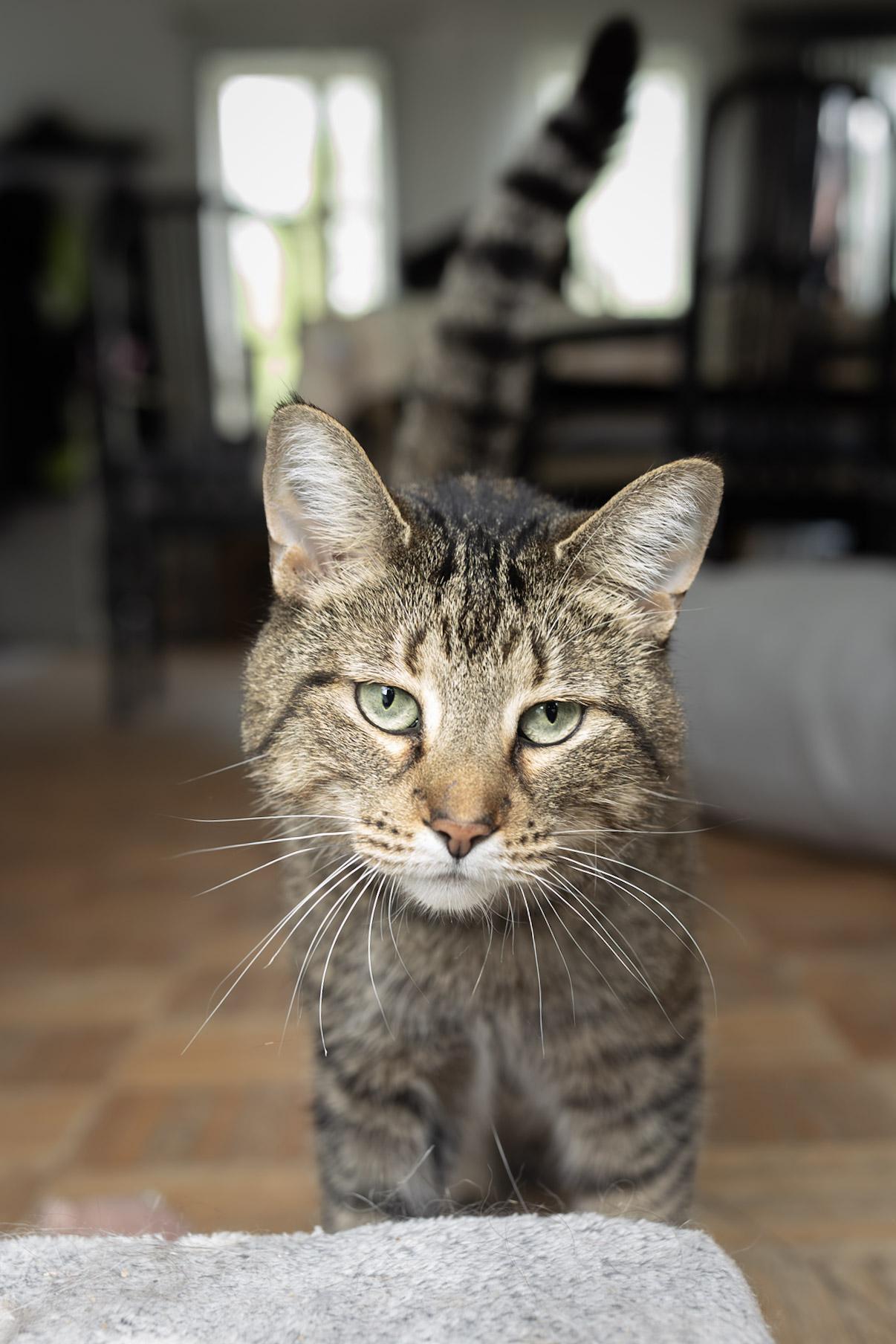Enlarge Dove, a Adoptable mixed breed in Montréal, QC image 3/5