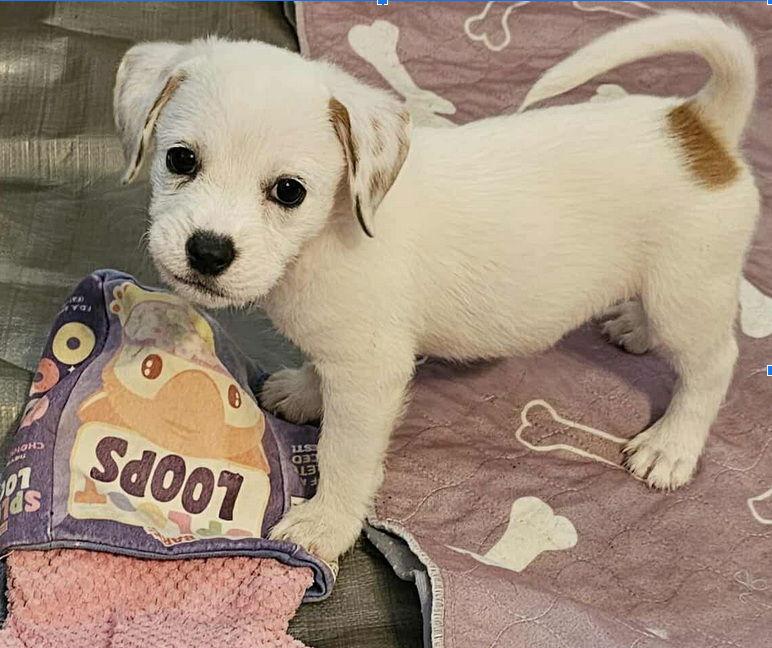 Loki, a Adopted Border Terrier in Williamsburg, NM image 2/3