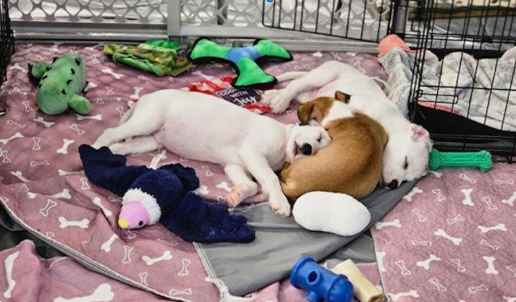 Loki, a Adopted Border Terrier in Williamsburg, NM image 3/3