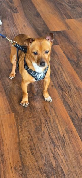 Enlarge Rowdy, a Adoptable Chihuahua in Seaford, DE image 1/2