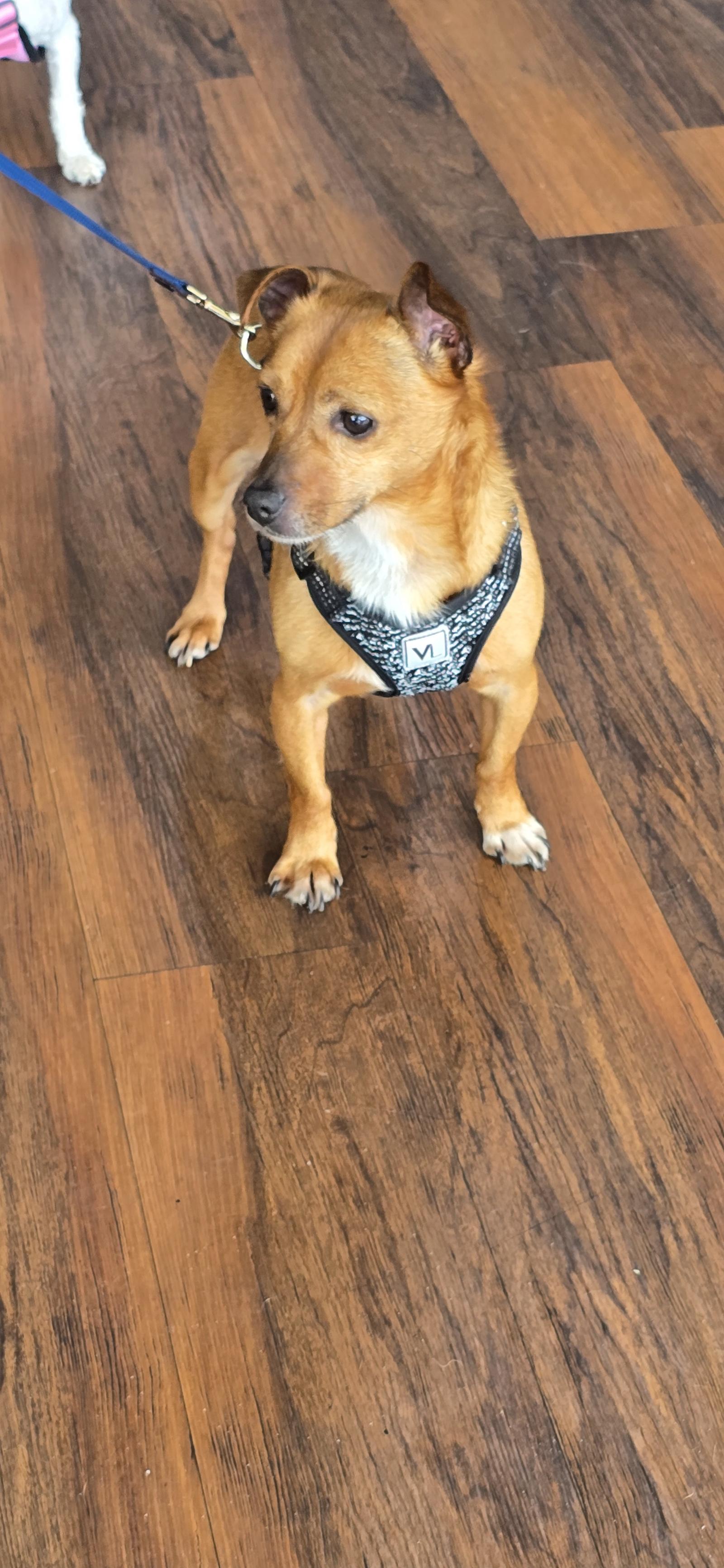 Enlarge Rowdy, a Adoptable Chihuahua in Seaford, DE image 2/2