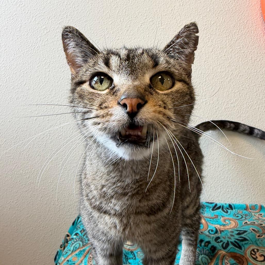 Artichoke, Adoptable, Senior Male Domestic Short Hair.