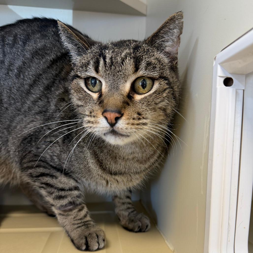 Artichoke, Adoptable, Senior Male Domestic Short Hair.