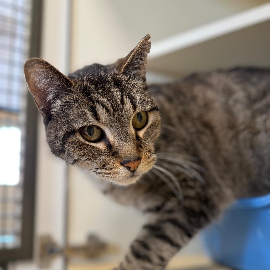 Artichoke, a Adoptable Domestic Short Hair in Cody, WY image 3/5