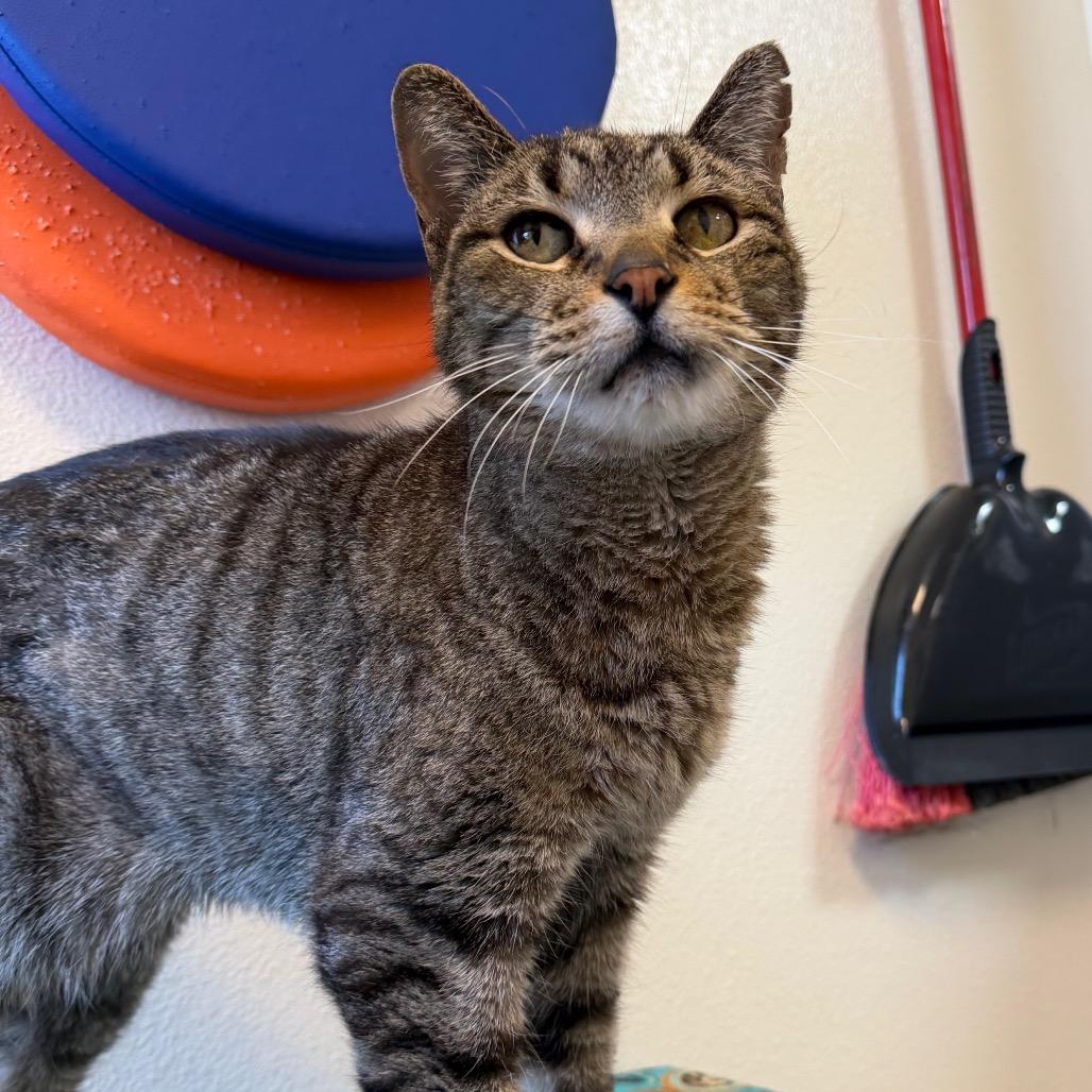 Enlarge Artichoke, a Adoptable Domestic Short Hair in Cody, WY image 6/6
