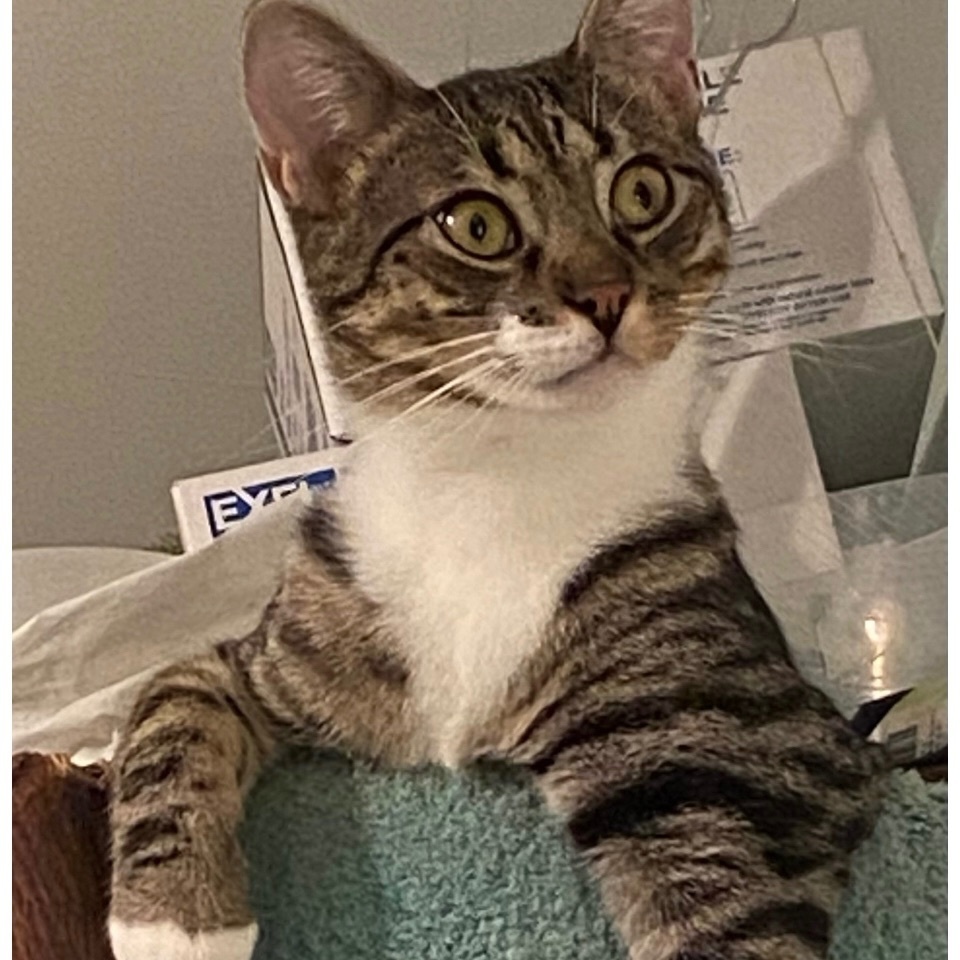 Merlin, a Adoptable Tabby in Philadelphia, PA image 1/6