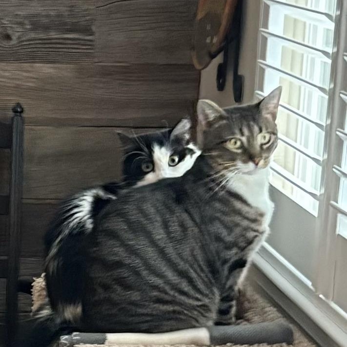 Merlin, a Adoptable Tabby in Philadelphia, PA image 5/6