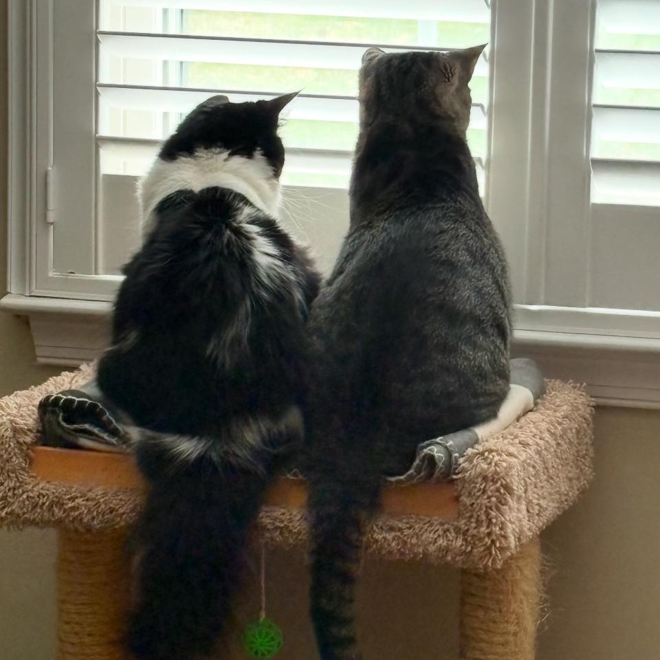 Merlin, a Adoptable Tabby in Philadelphia, PA image 4/6