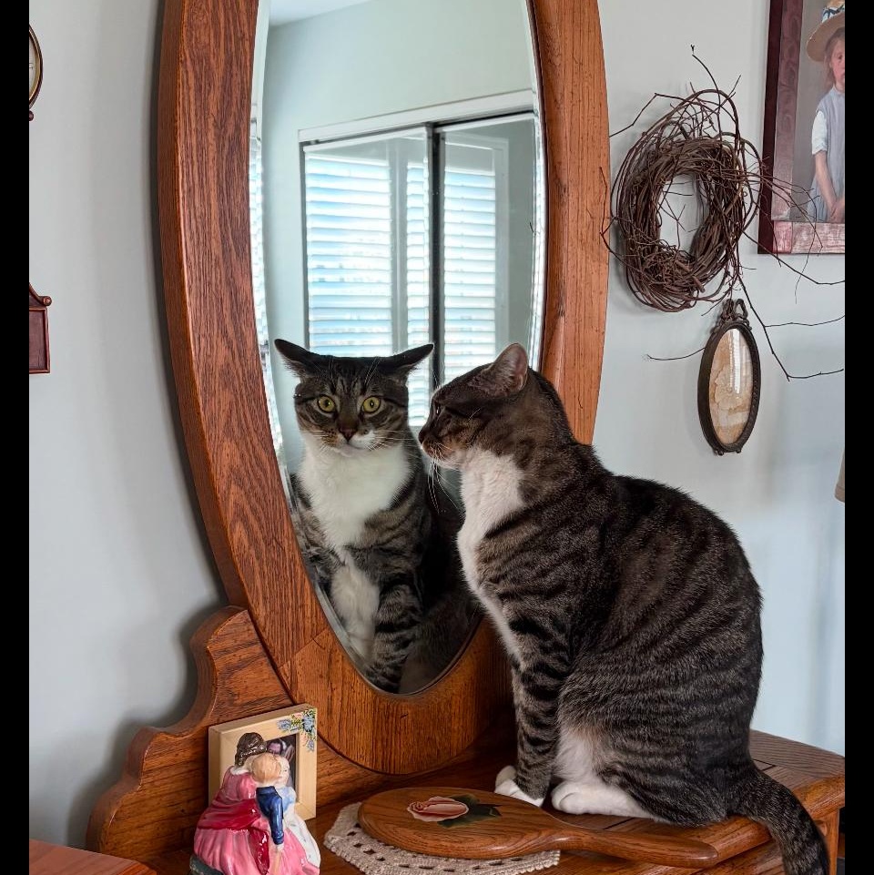Merlin, a Adoptable Tabby in Philadelphia, PA image 3/6