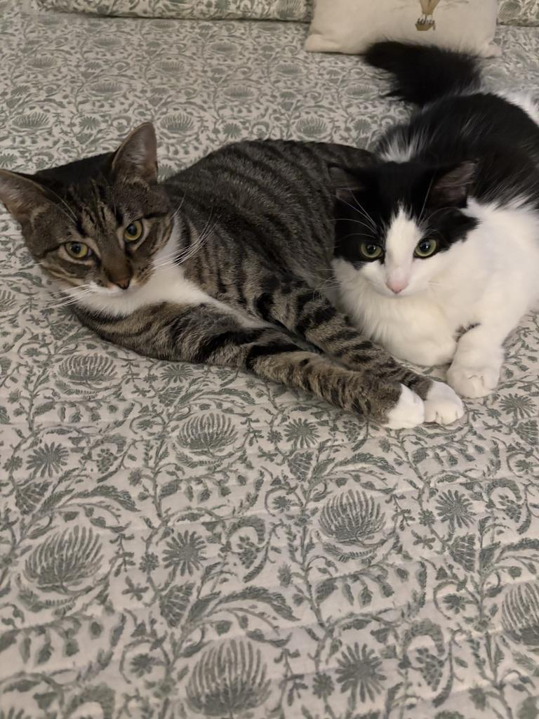 Merlin, a Adoptable Tabby in Philadelphia, PA image 6/6