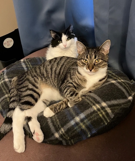 Merlin, a Adoptable Tabby in Philadelphia, PA image 2/6