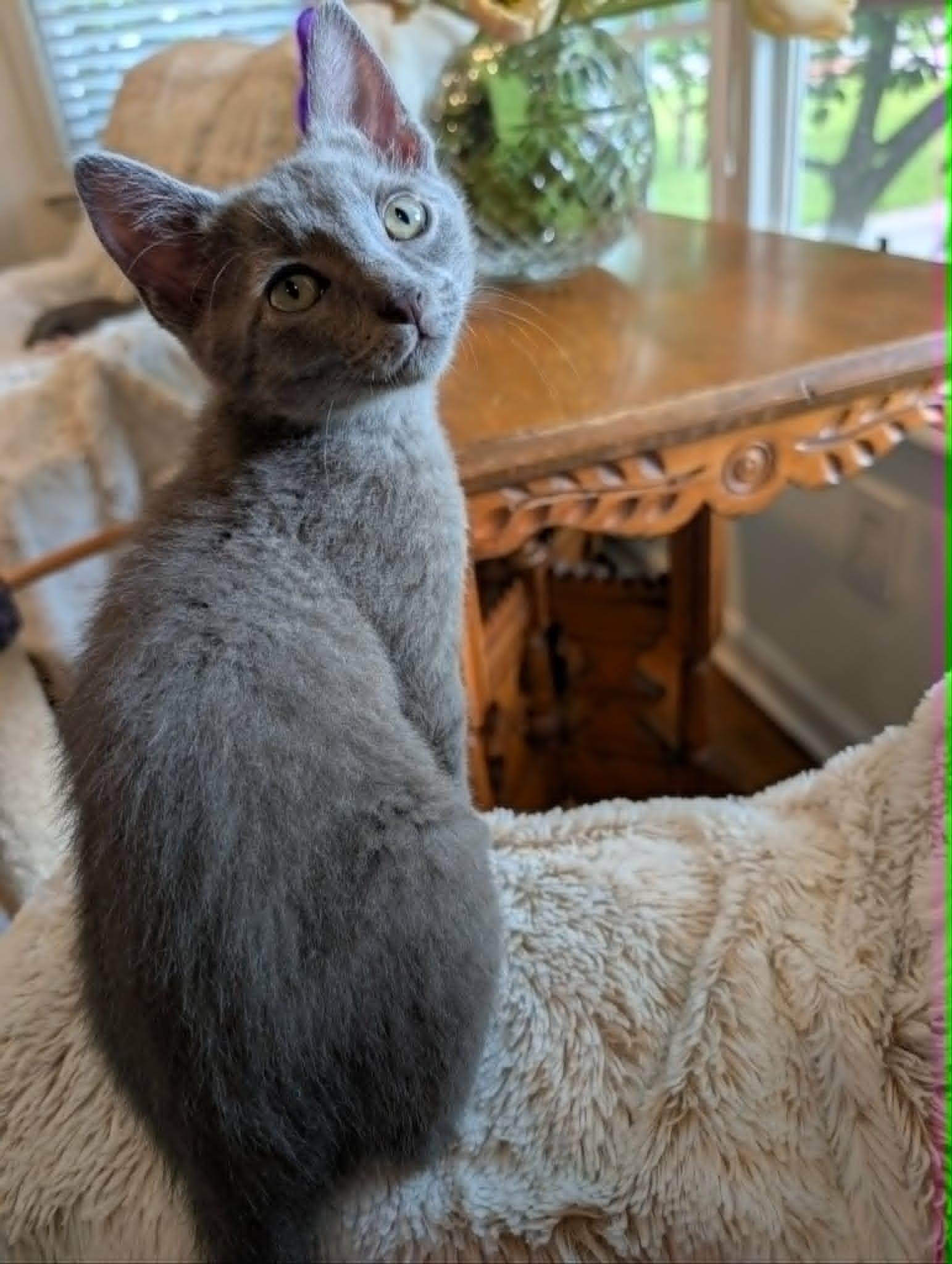 Pookie Bear, a ADOPTABLE Domestic Short Hair in Overland Park, KS image 2/4