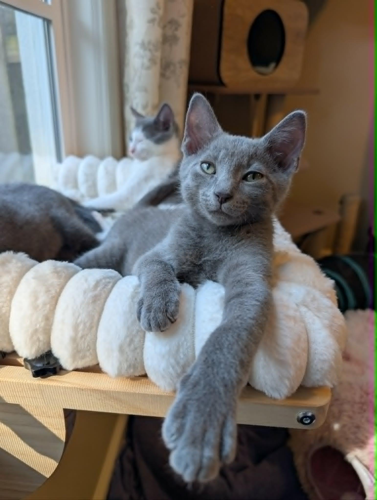 Pookie Bear, a ADOPTABLE Domestic Short Hair in Overland Park, KS image 1/4