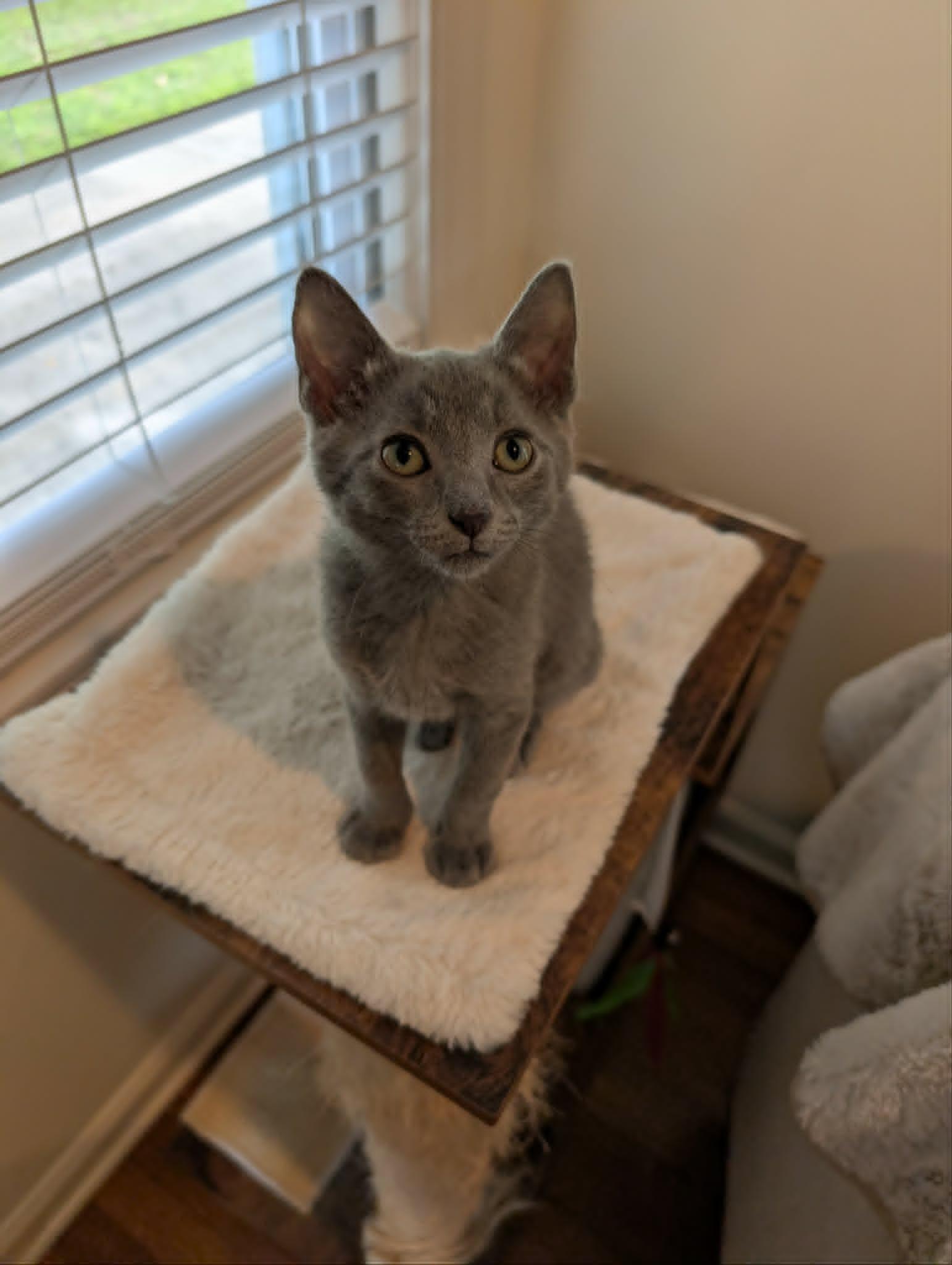 Pookie Bear, a ADOPTABLE Domestic Short Hair in Overland Park, KS image 3/4