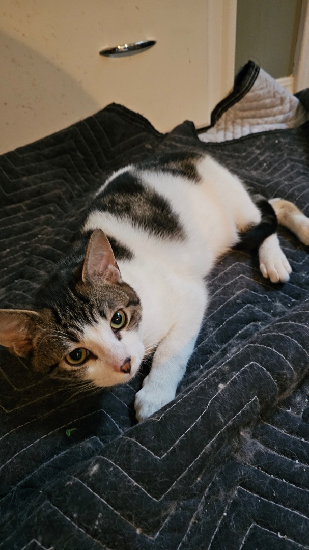 Checkers and Diamond, Adopted, Kitten Male Domestic Short Hair.