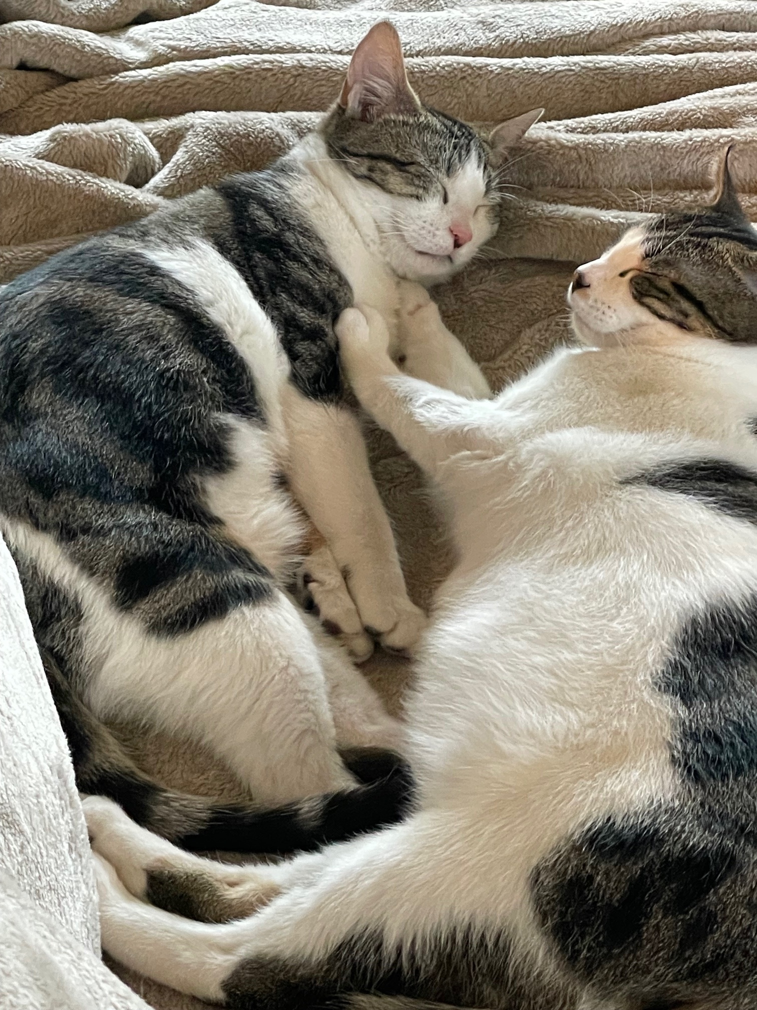 Checkers and Diamond, a Adopted Domestic Short Hair in Mulino, OR image 2/6