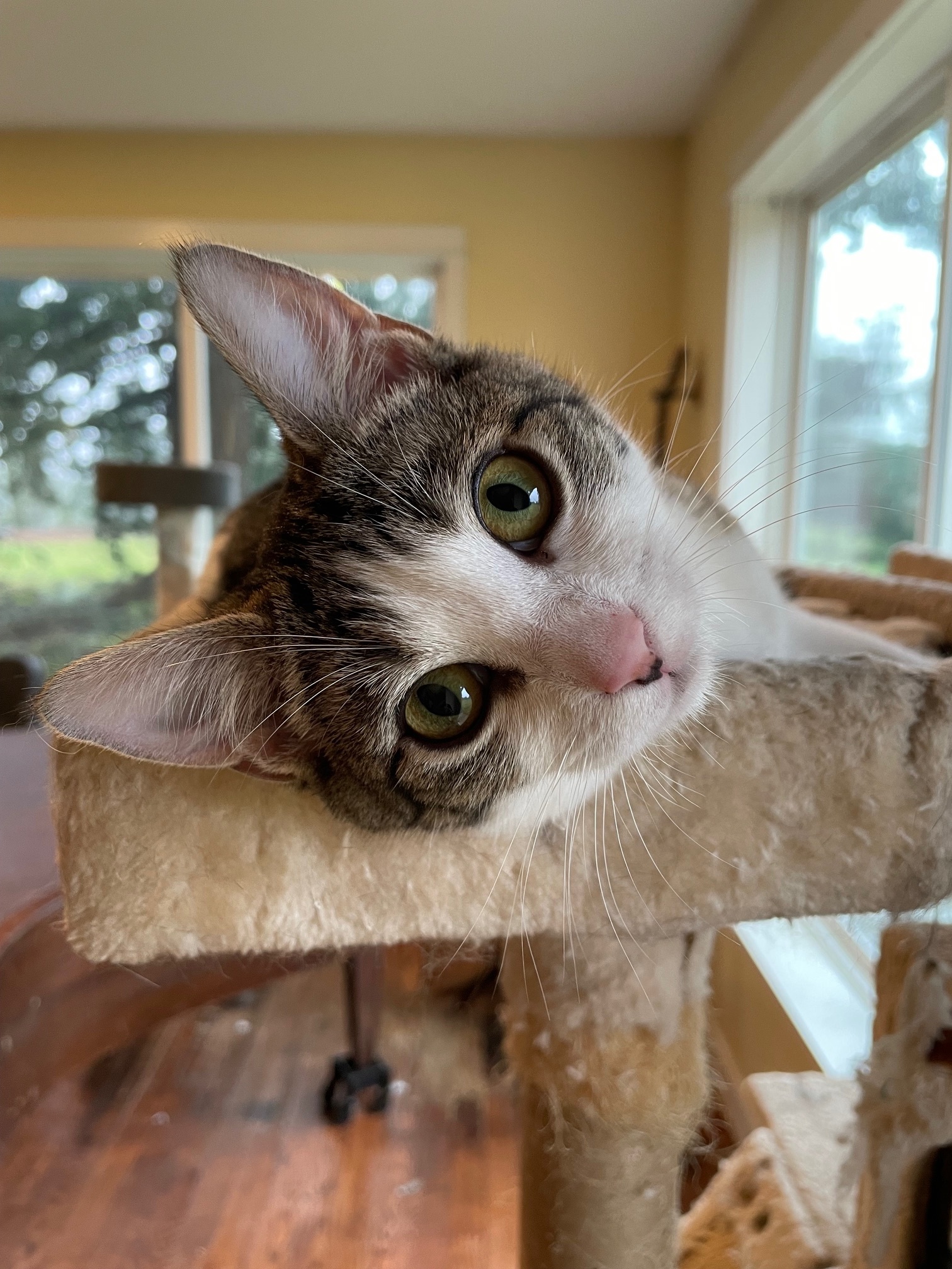 Checkers and Diamond, a Adopted Domestic Short Hair in Mulino, OR image 3/6