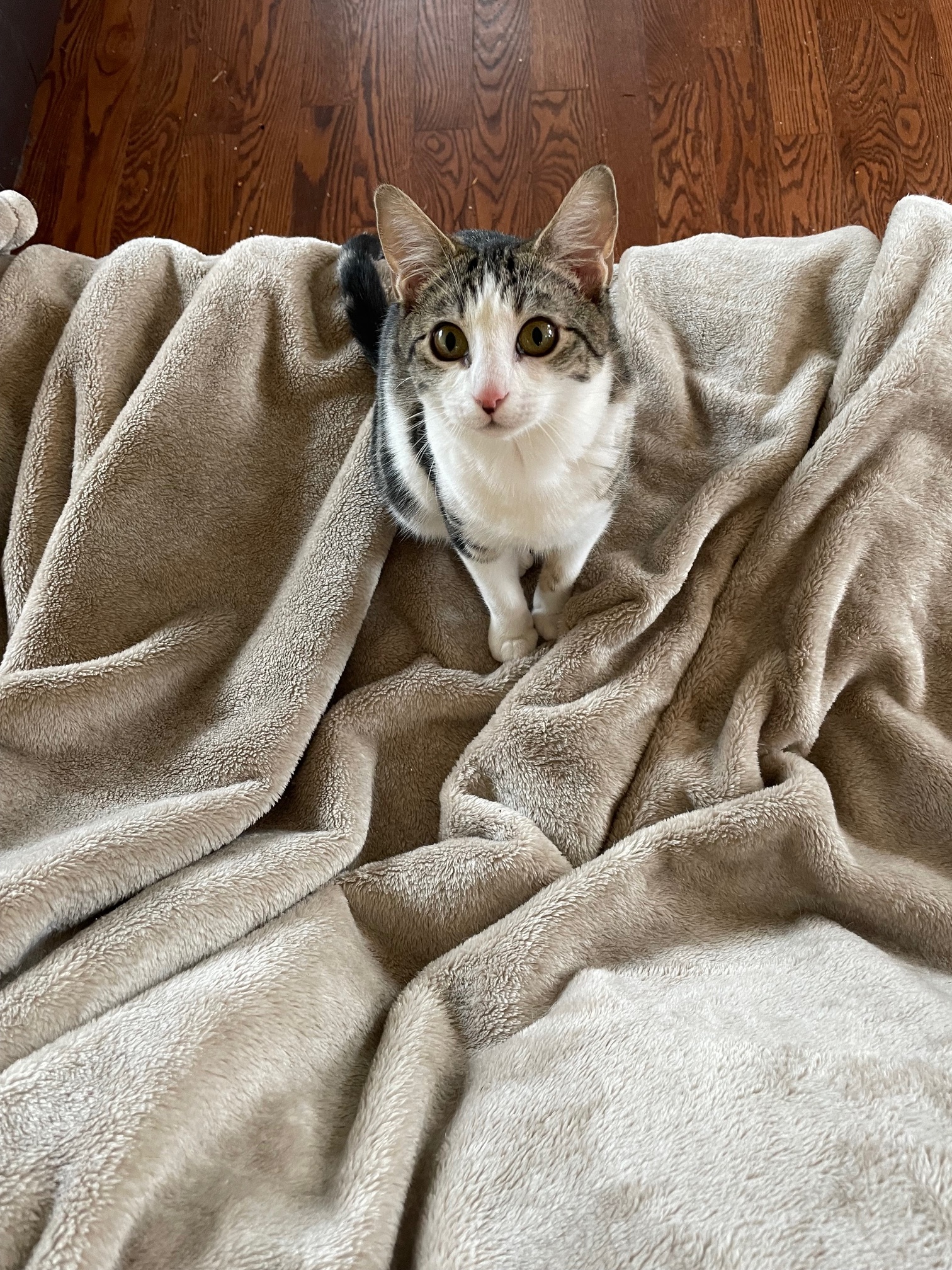 Checkers and Diamond, a Adopted Domestic Short Hair in Mulino, OR image 4/6