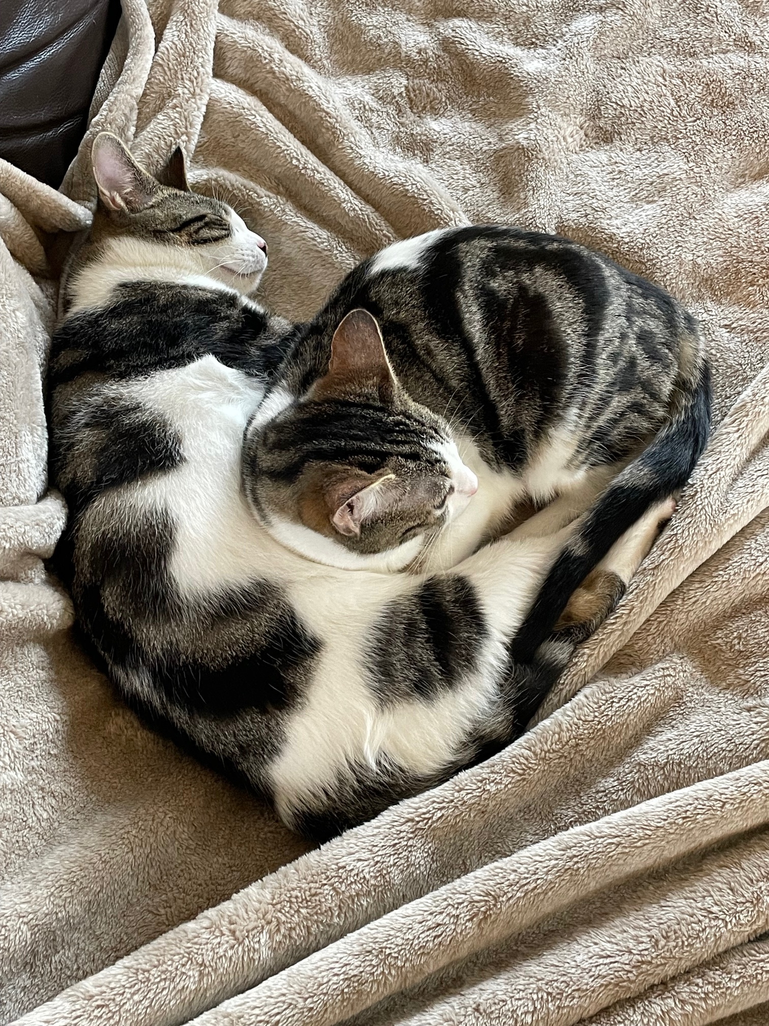 Checkers and Diamond, a Adopted Domestic Short Hair in Mulino, OR image 5/6
