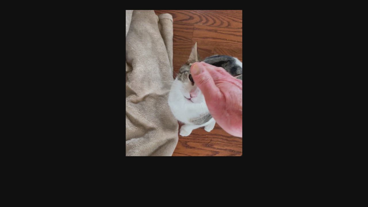 Enlarge Checkers and Diamond, a Adopted Domestic Short Hair in Mulino, OR video 6/6