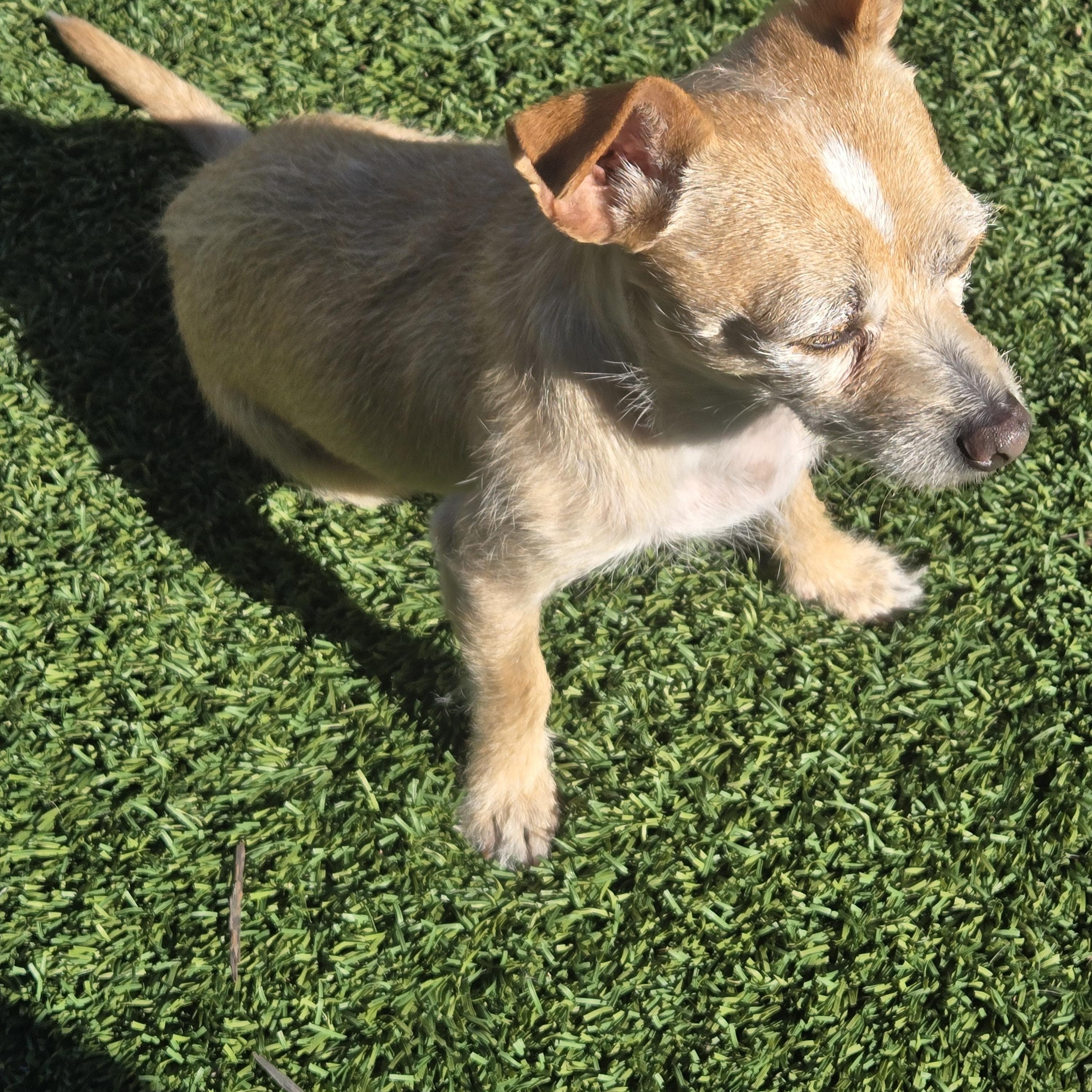 Enlarge Manny, a ADOPTABLE mixed breed in Poway, CA image 2/3