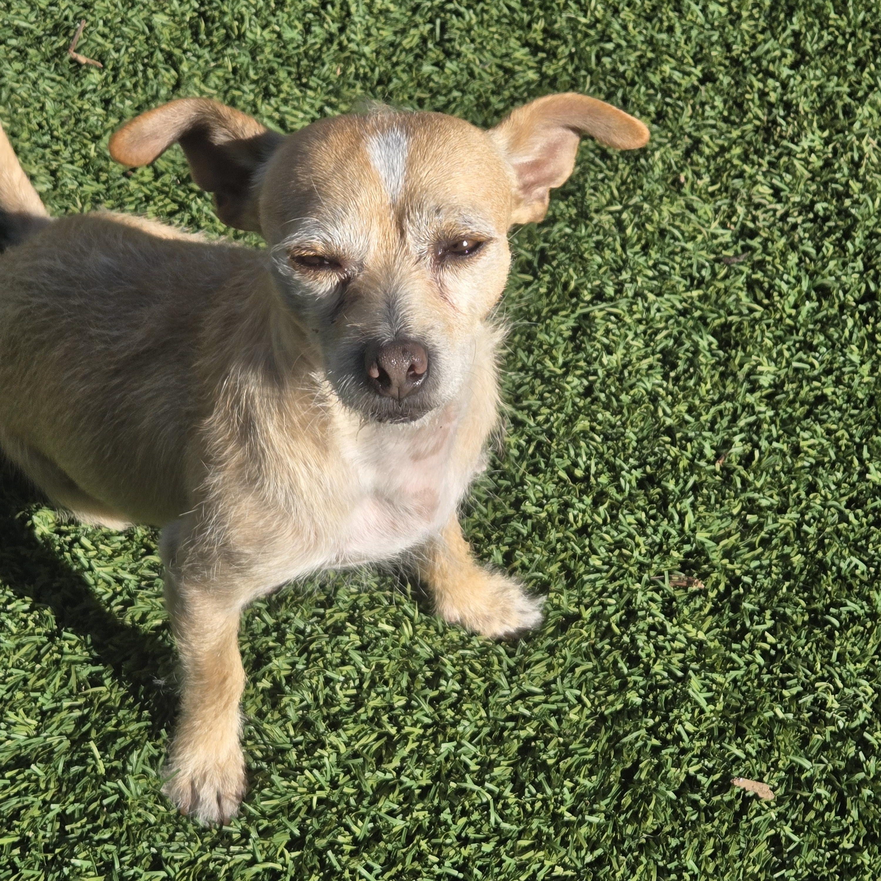 Manny, ADOPTABLE, Adult Male Terrier.