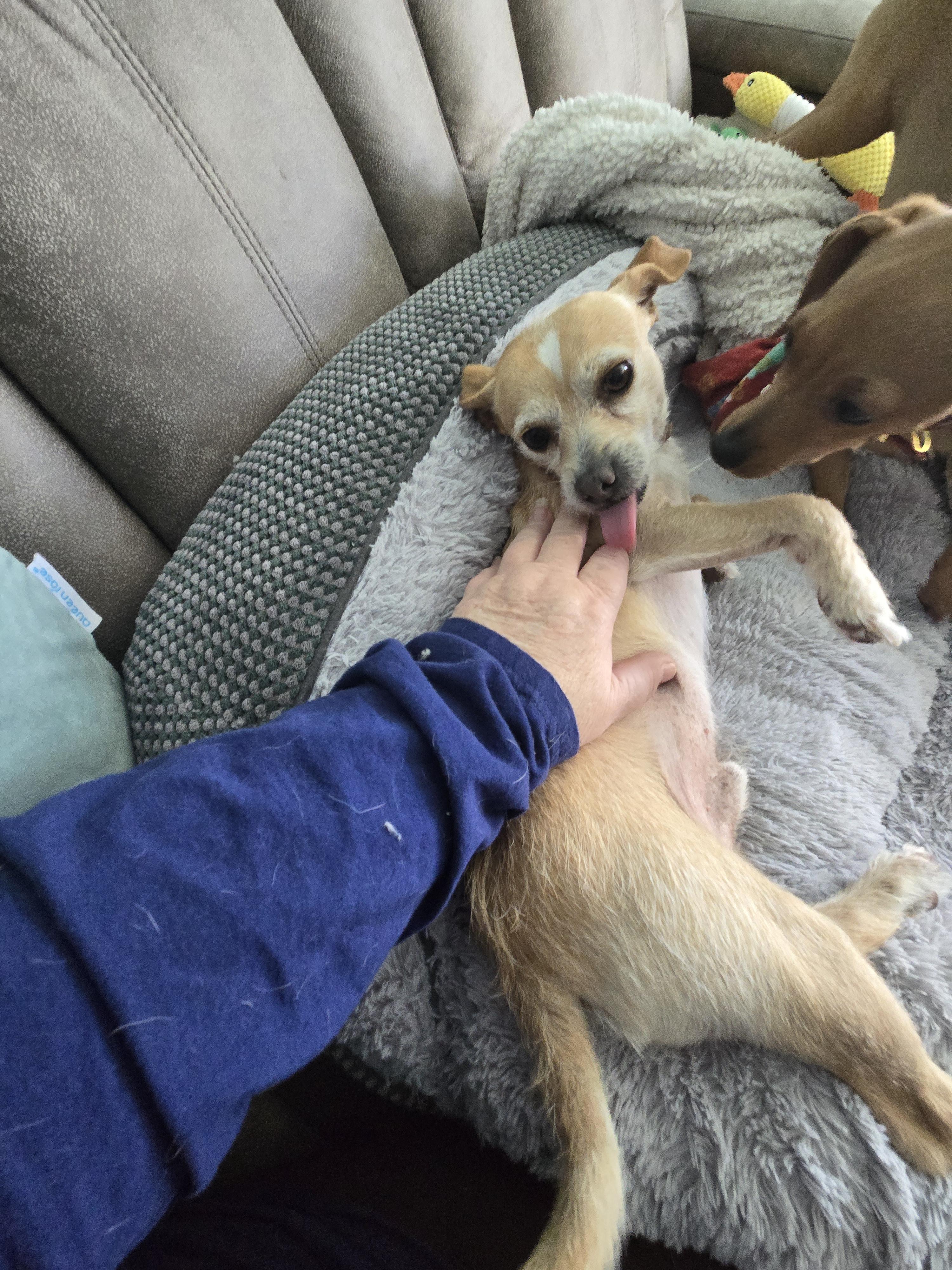 Enlarge Manny, a ADOPTABLE mixed breed in Poway, CA image 3/3