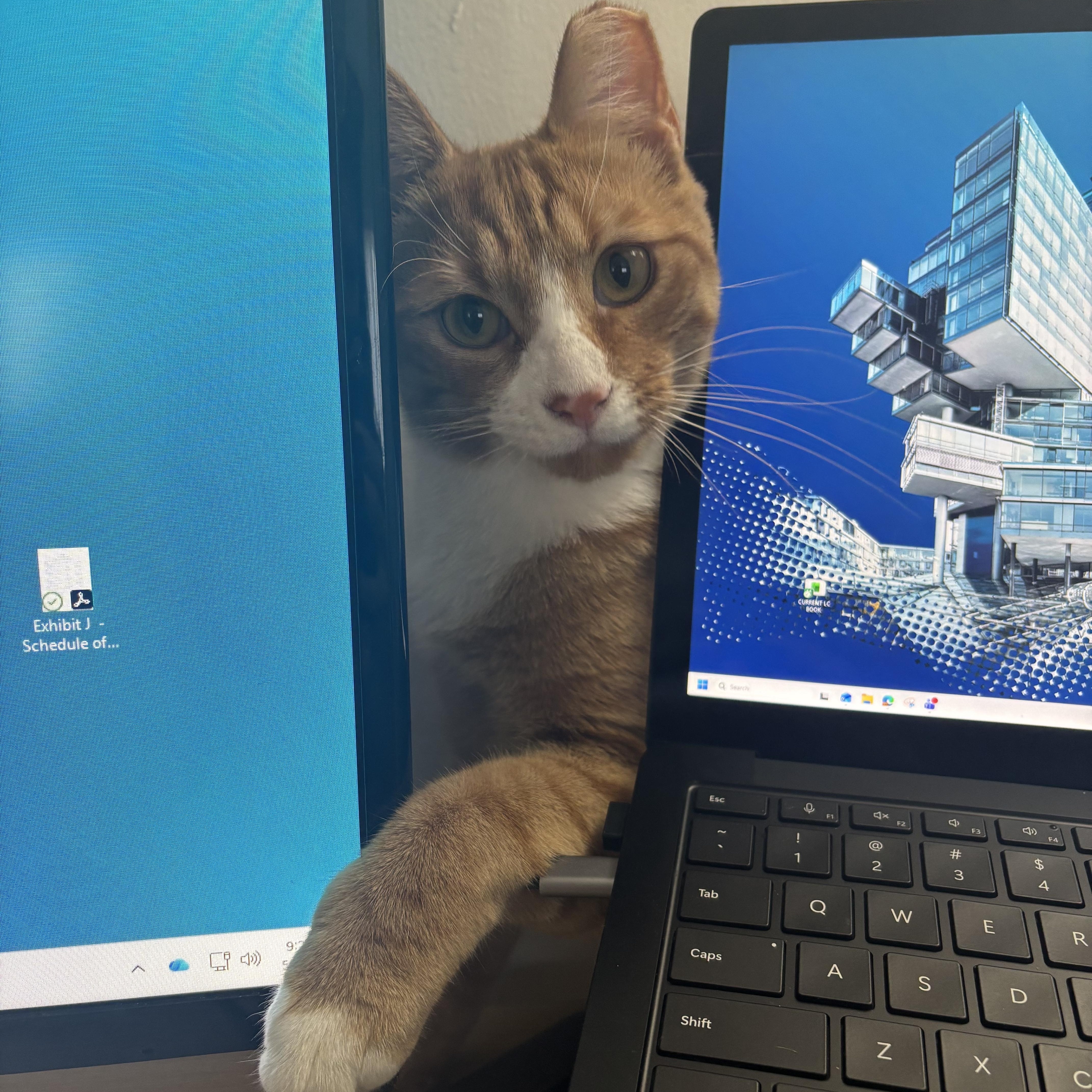 Enlarge Garfield aka Bubby, a ADOPTABLE American Shorthair in Brooklyn, NY image 2/4