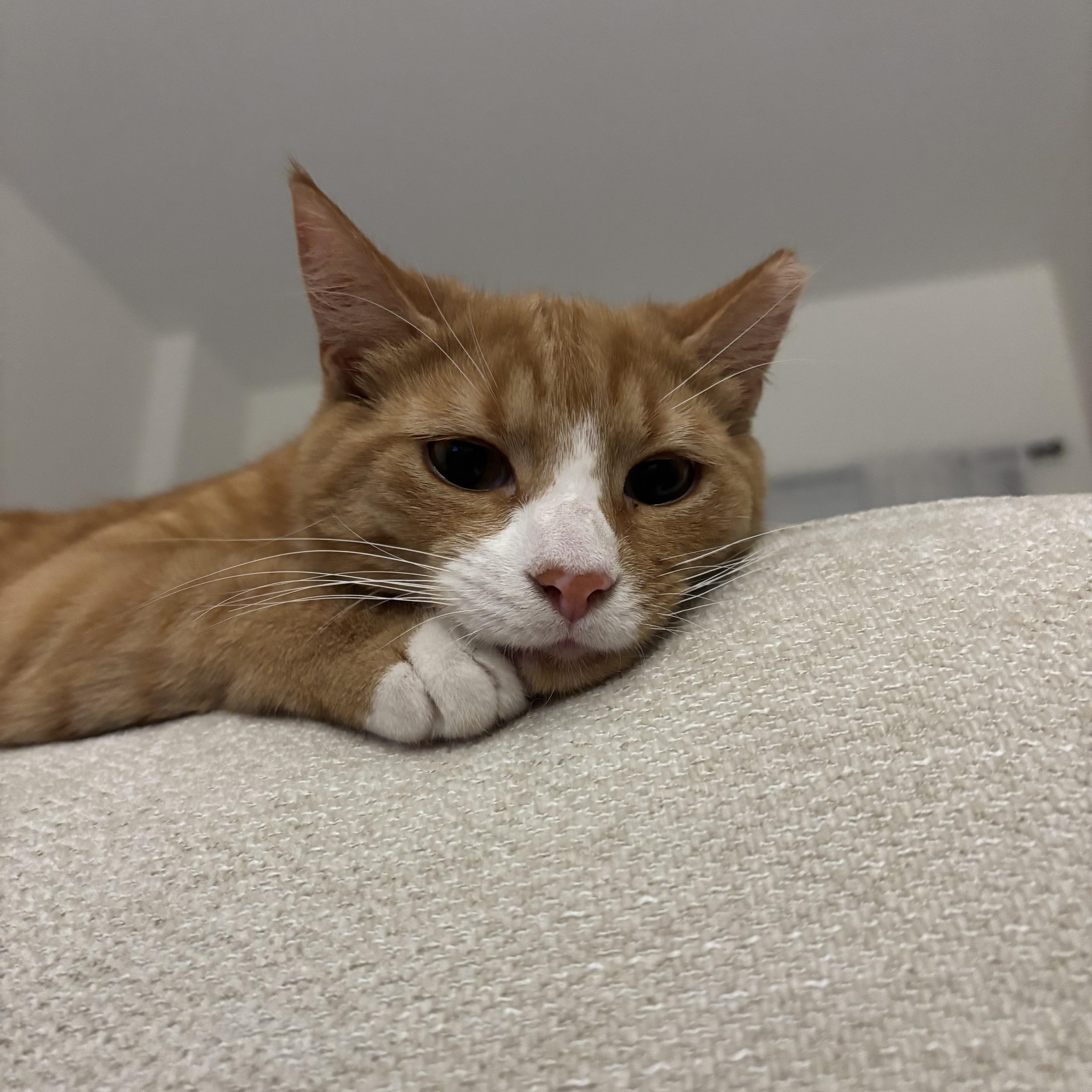 Enlarge Garfield aka Bubby, a ADOPTABLE American Shorthair in Brooklyn, NY image 3/4