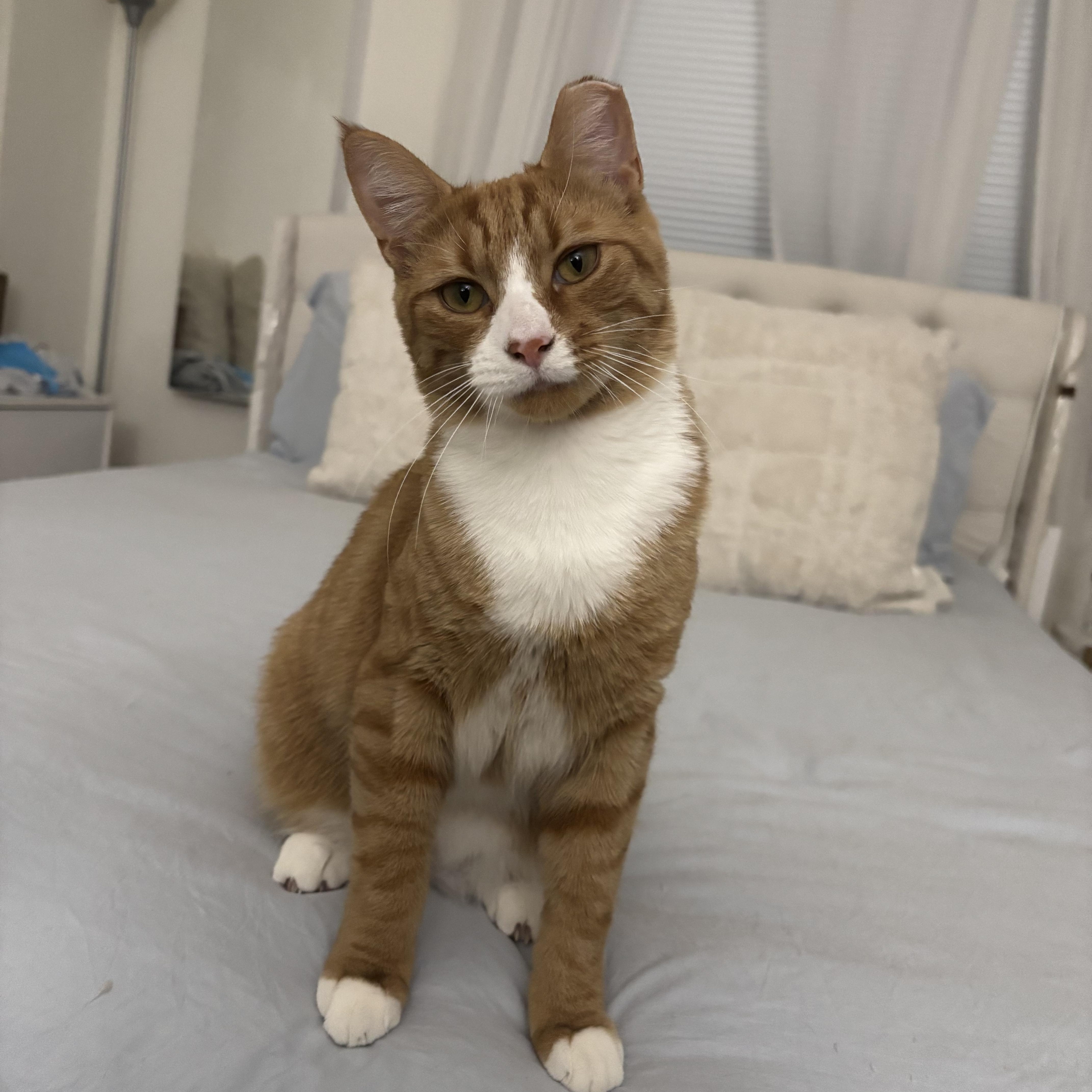 Garfield aka Bubby, ADOPTABLE, Kitten Male American Shorthair.
