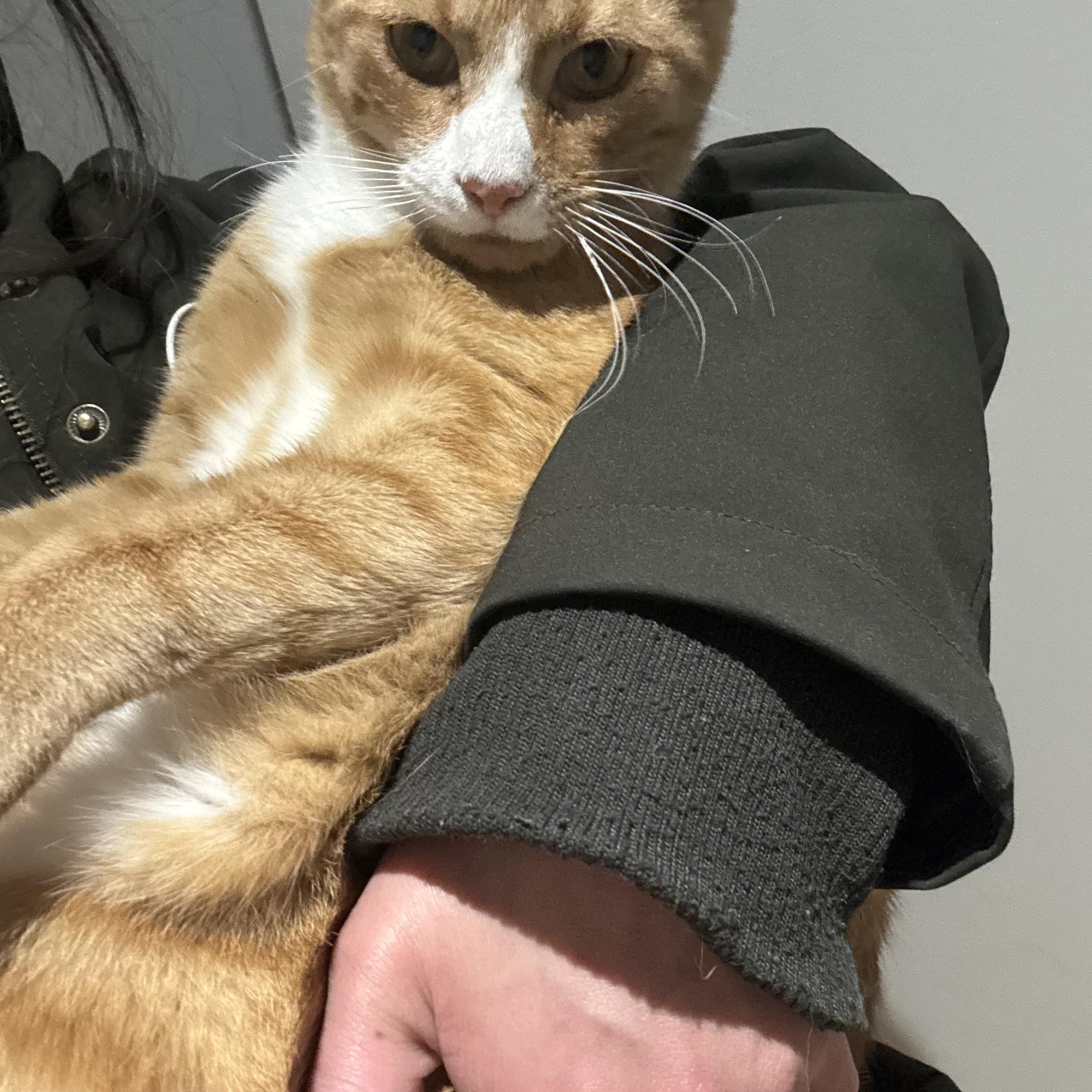 Enlarge Garfield aka Bubby, a ADOPTABLE American Shorthair in Brooklyn, NY image 4/4