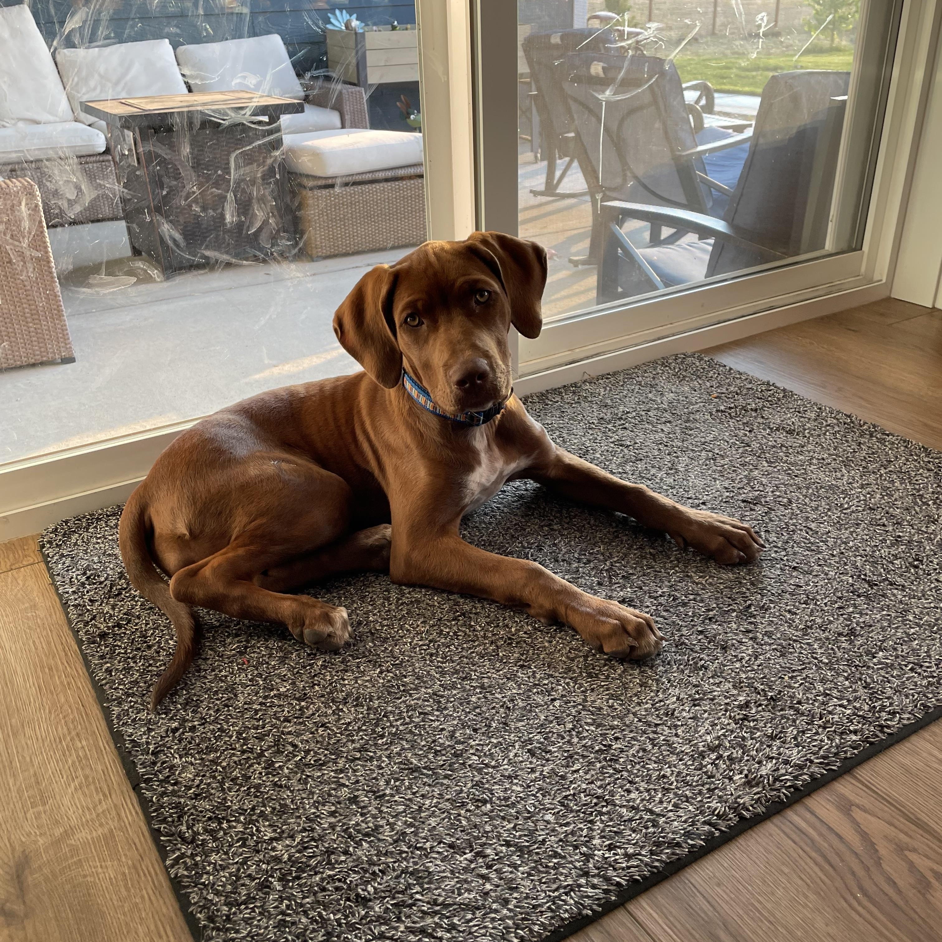 Daisy, Adopted, Puppy Female Chocolate Labrador Retriever & Labrador Retriever.